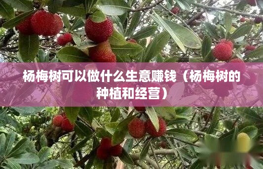 杨梅树可以做什么生意赚钱（杨梅树的种植和经营）