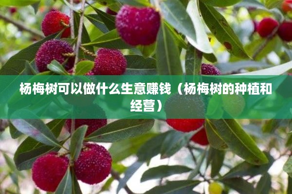 杨梅树可以做什么生意赚钱（杨梅树的种植和经营）