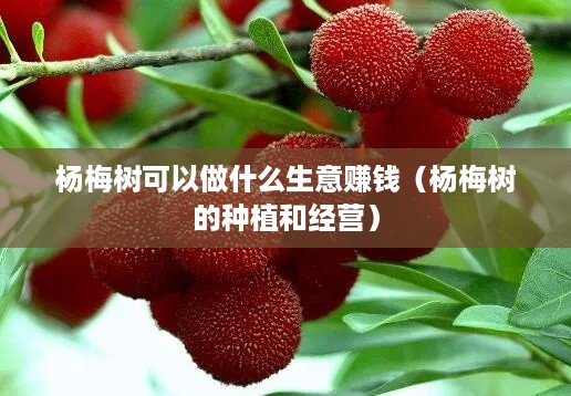 杨梅树可以做什么生意赚钱（杨梅树的种植和经营）