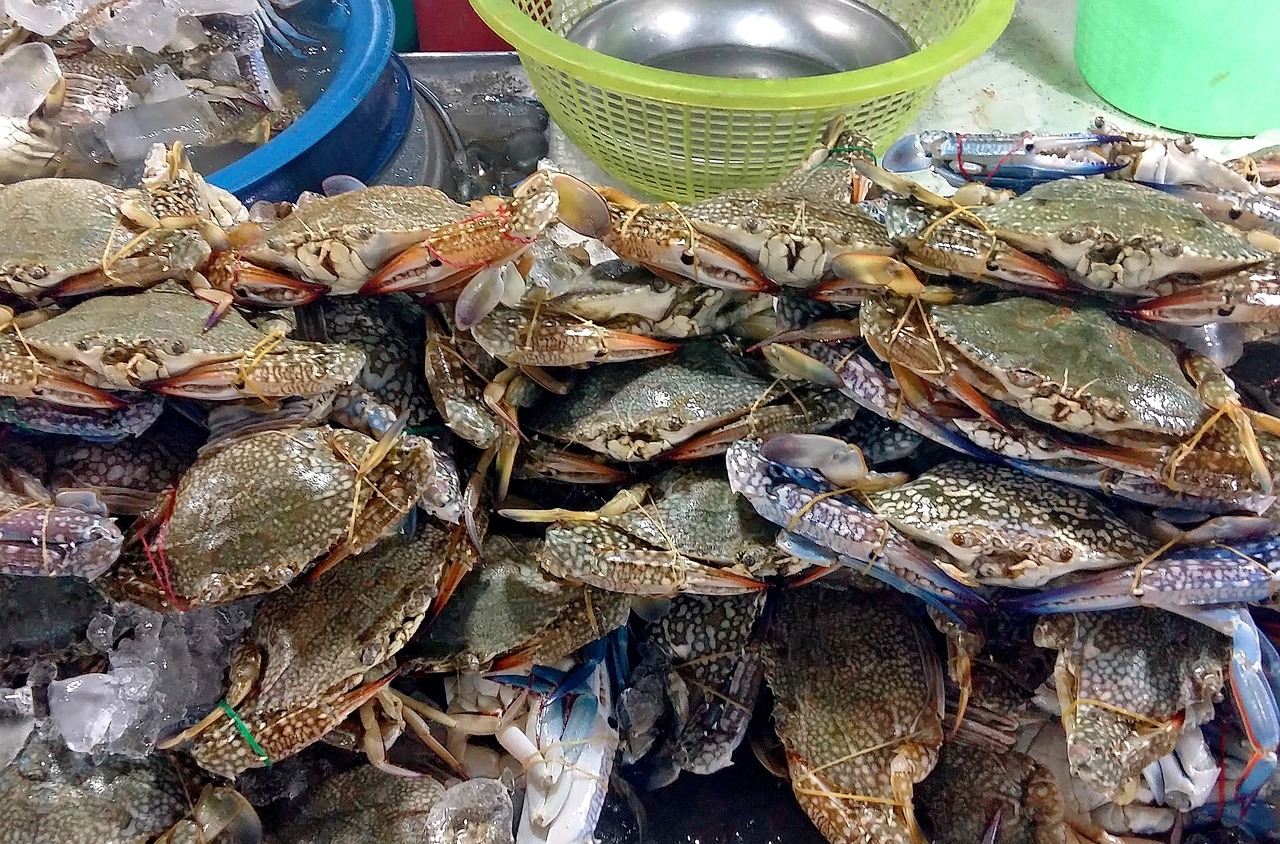 食光海岸加盟指南，如何轻松开启美食之旅？