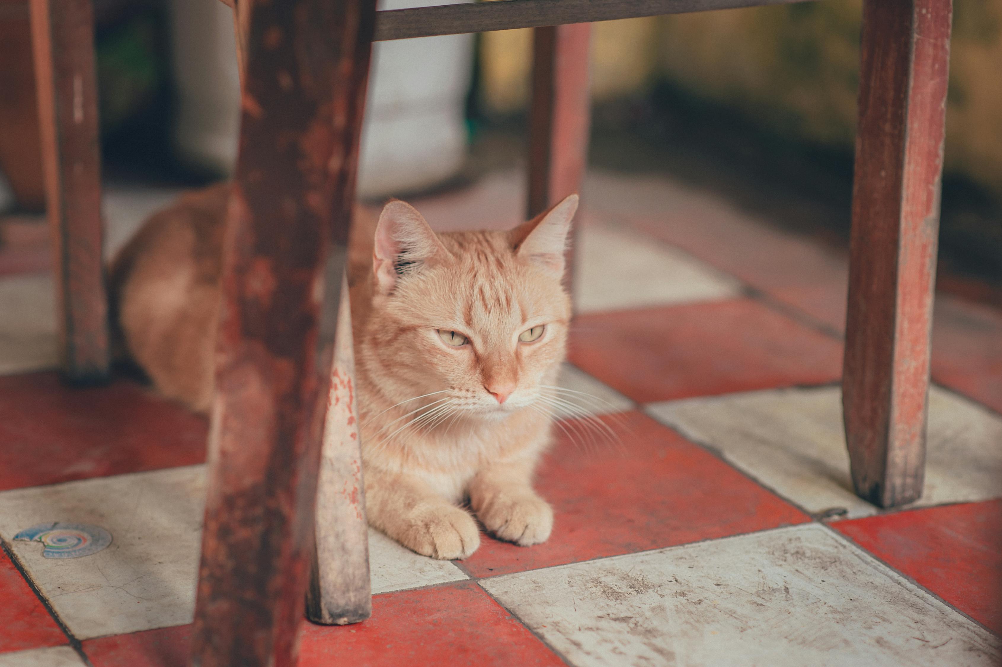 「猫咪怎么赚钱」猫生意怎么赚钱