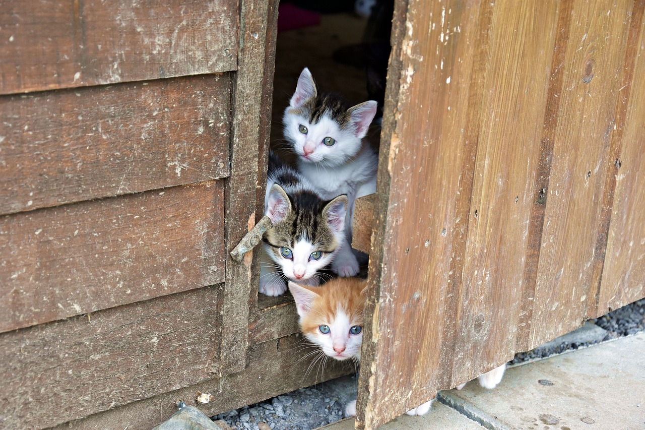 「猫咪怎么赚钱」猫生意怎么赚钱