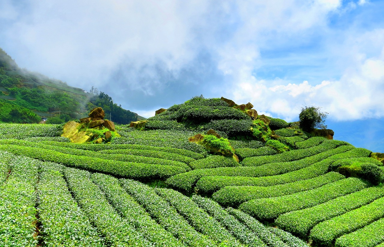 加盟萍乡毛峰茶，共创茶叶事业新辉煌