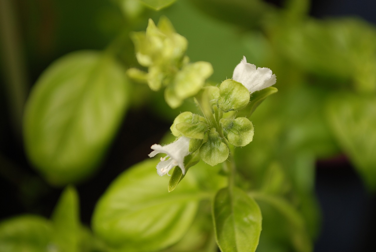 鲜花团购怎么加盟？从新手到行业精英的全方位指南