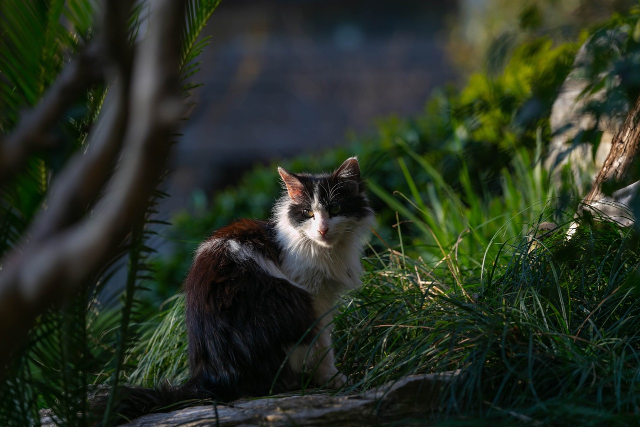 猫和老鼠奶茶加盟指南，如何轻松开店，稳赚不赔！