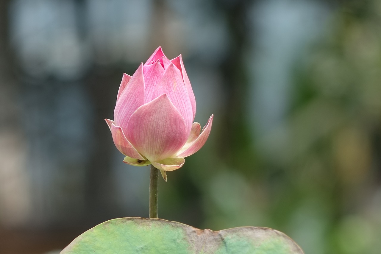 芙蓉荷花啤酒加盟指南，如何轻松加盟并盈利？