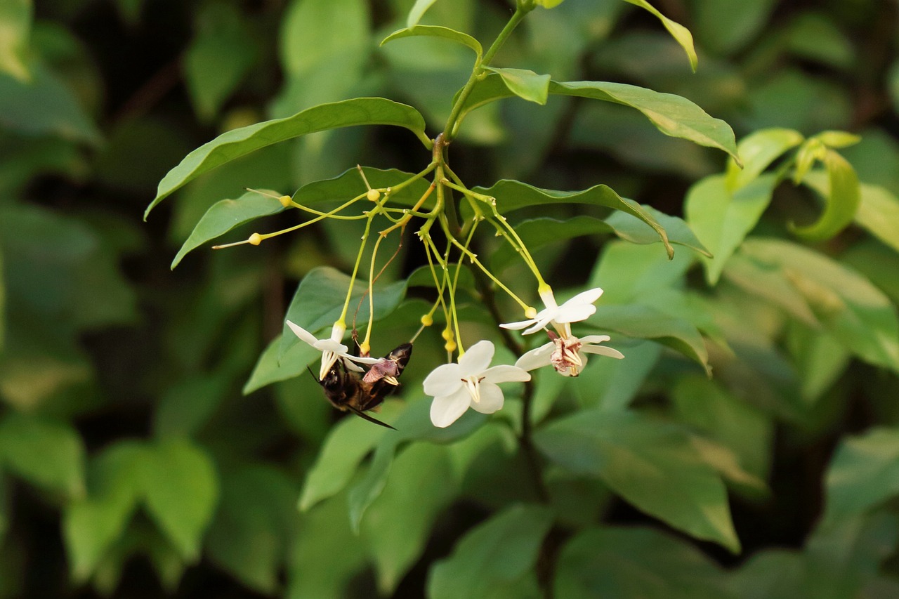 小绿山茶加盟指南，如何成功加盟小绿山茶？